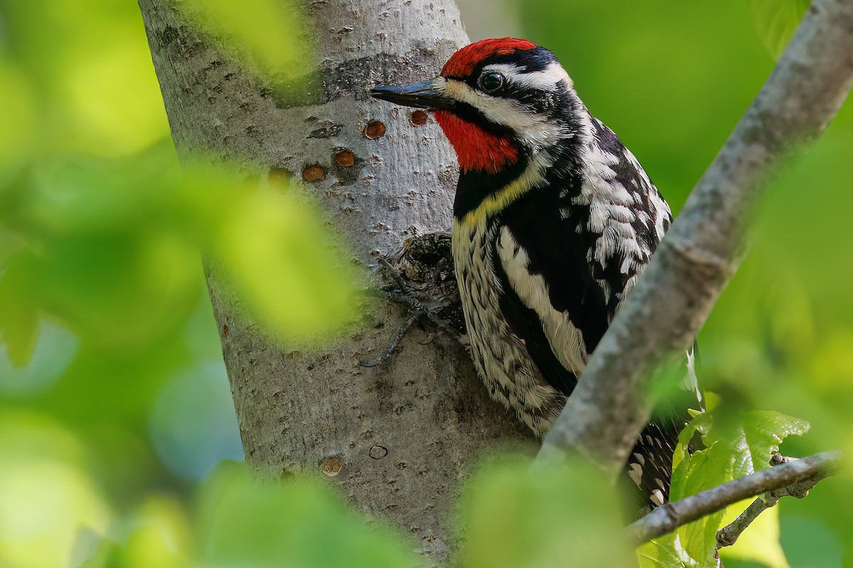 Yellow-bellied Sapsucker - ML637830976