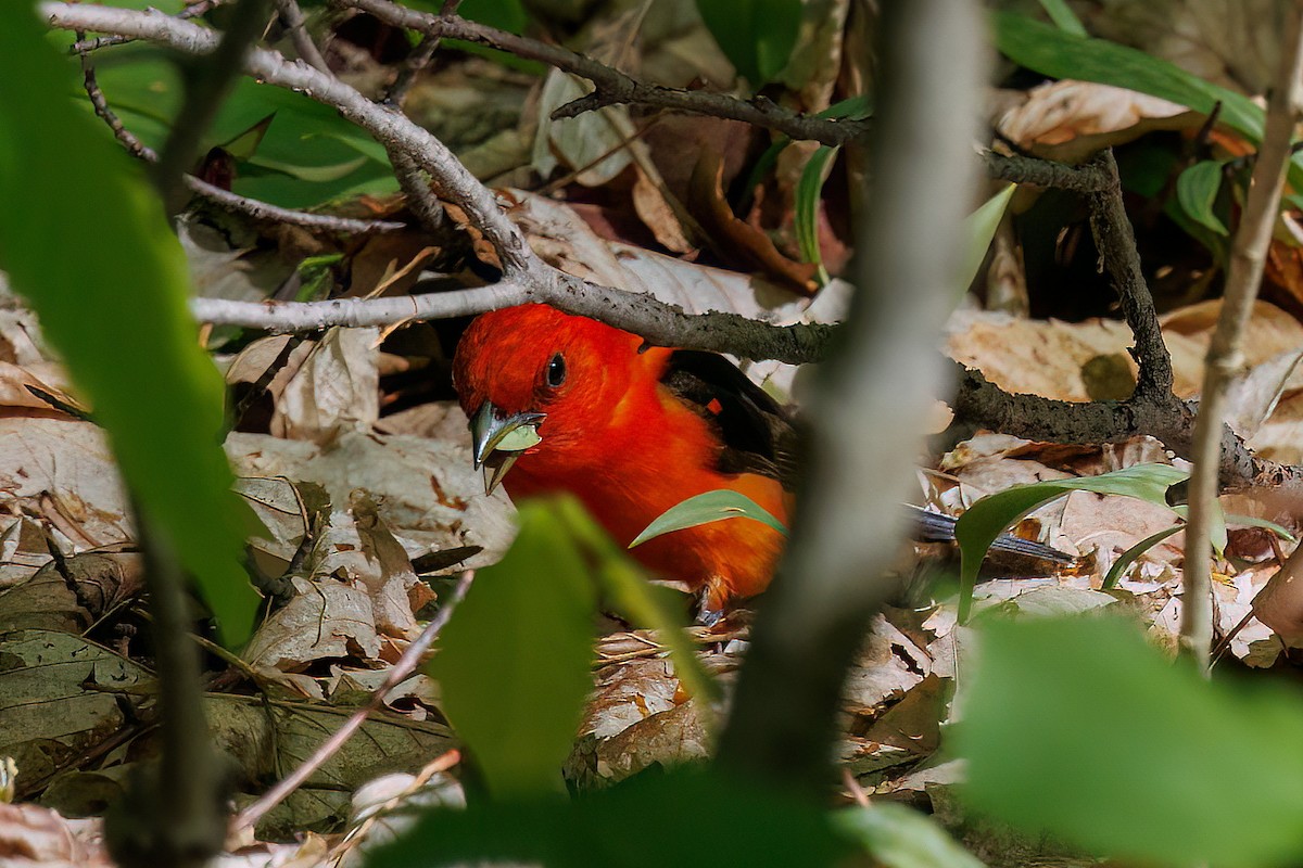 Scarlet Tanager - ML637830980