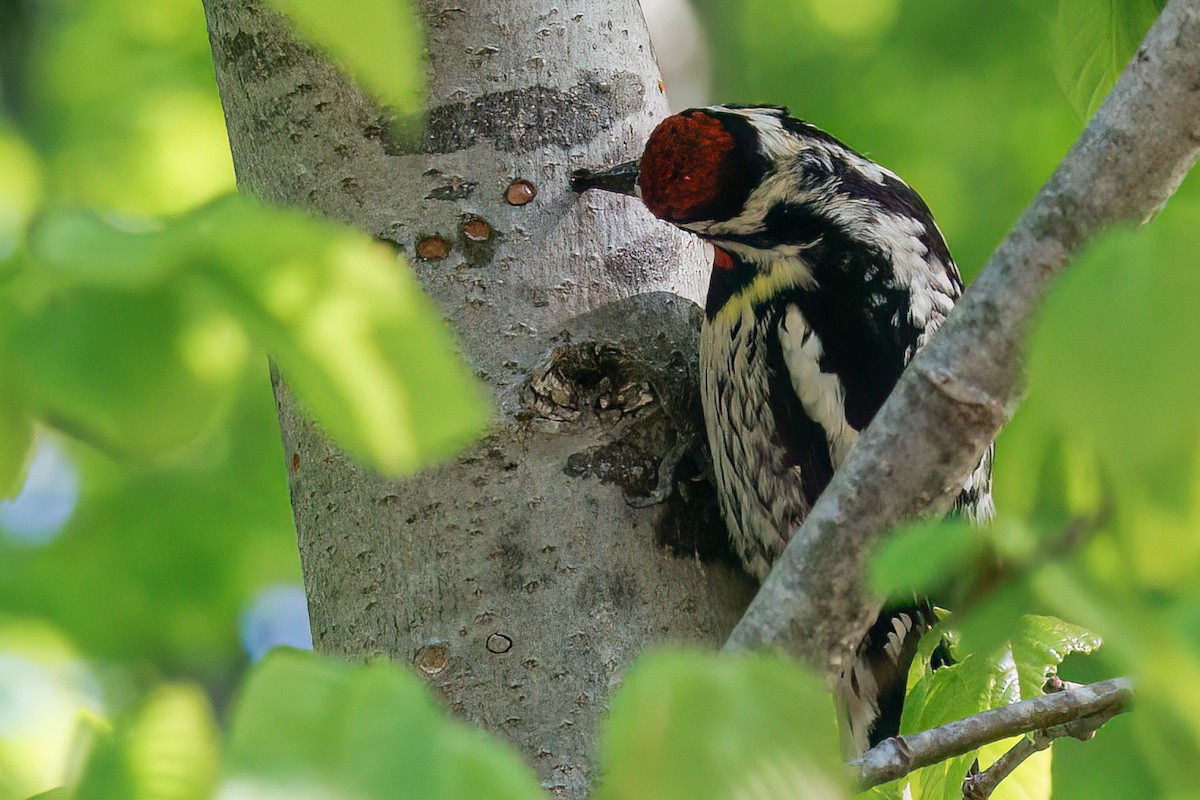 Yellow-bellied Sapsucker - ML637830989