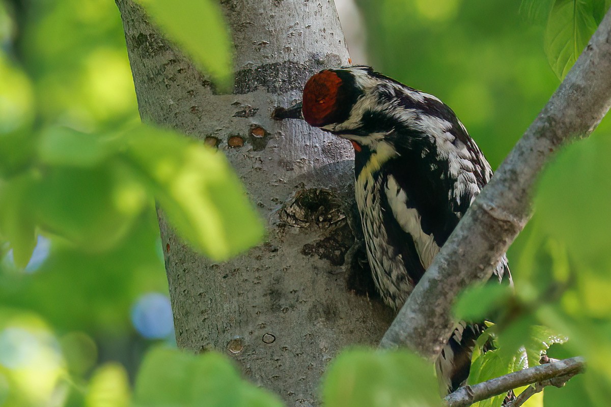 Yellow-bellied Sapsucker - ML637830990