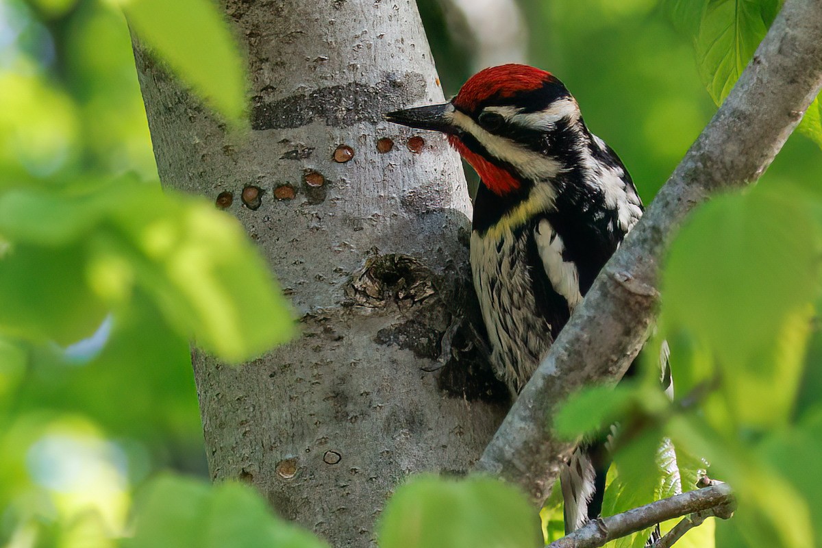 Yellow-bellied Sapsucker - ML637830991