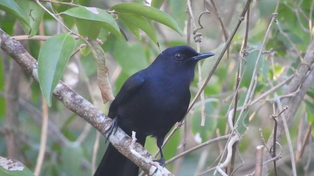 Black Catbird - ML637830994