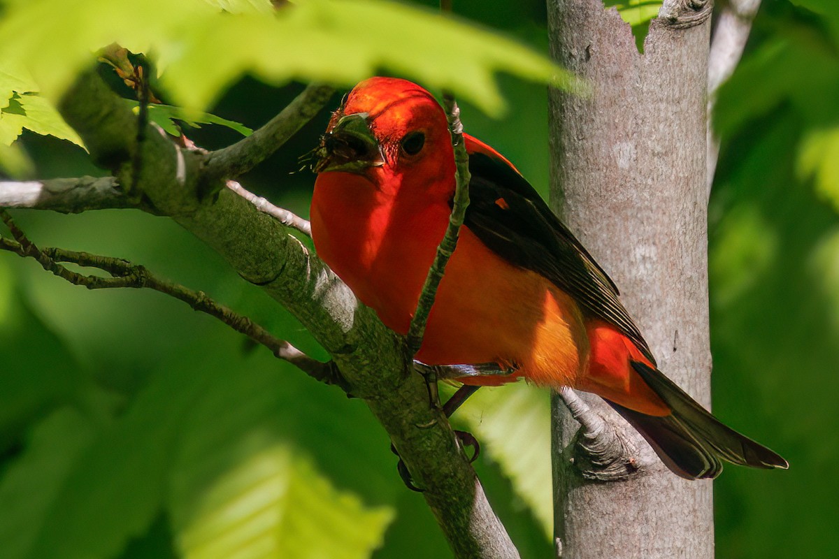 Scarlet Tanager - ML637830997