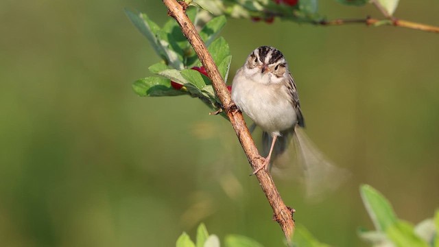 Clay-colored Sparrow - ML637831008