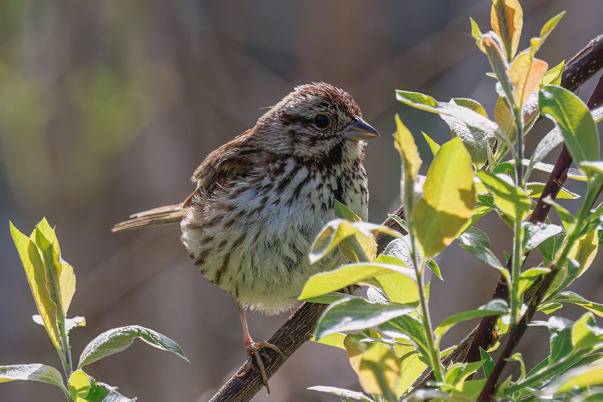 Song Sparrow - ML637831009