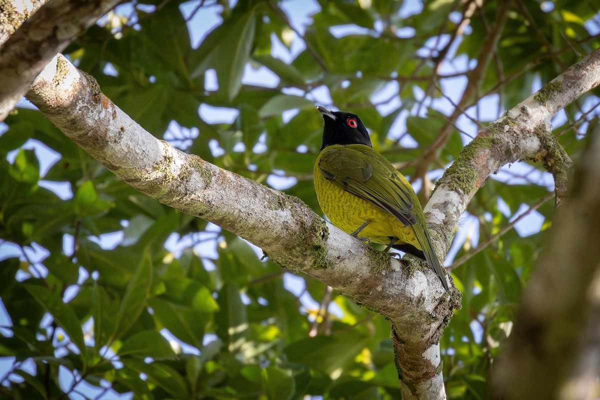 Black-headed Berryeater - ML637831028
