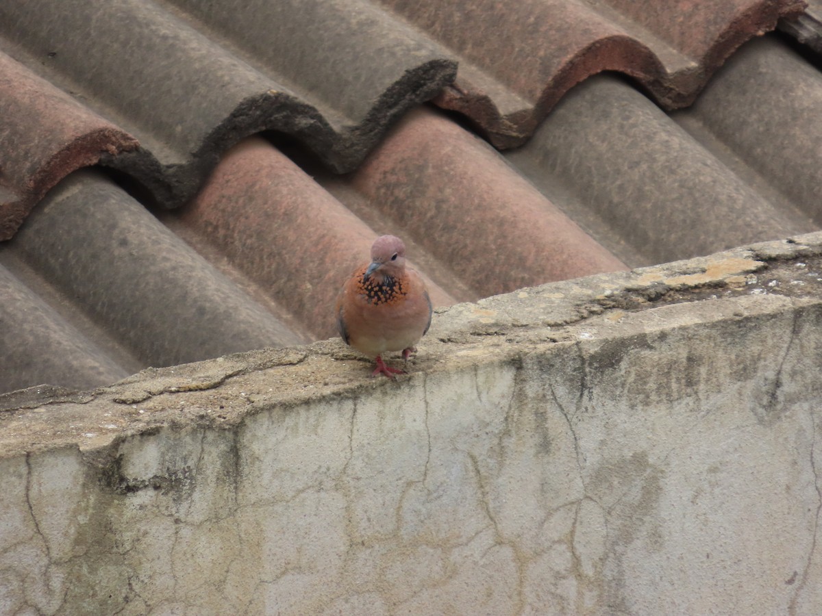 Laughing Dove - ML637831042