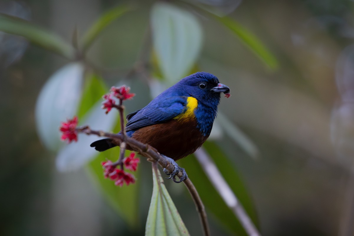 Chestnut-bellied Euphonia - ML637831048