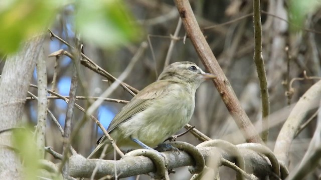 Yucatan Vireo - ML637831067