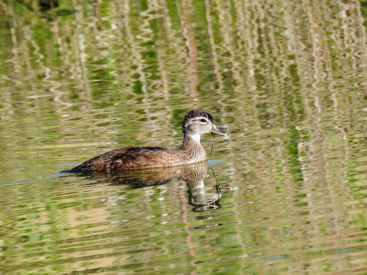 Canard branchu - ML637831096