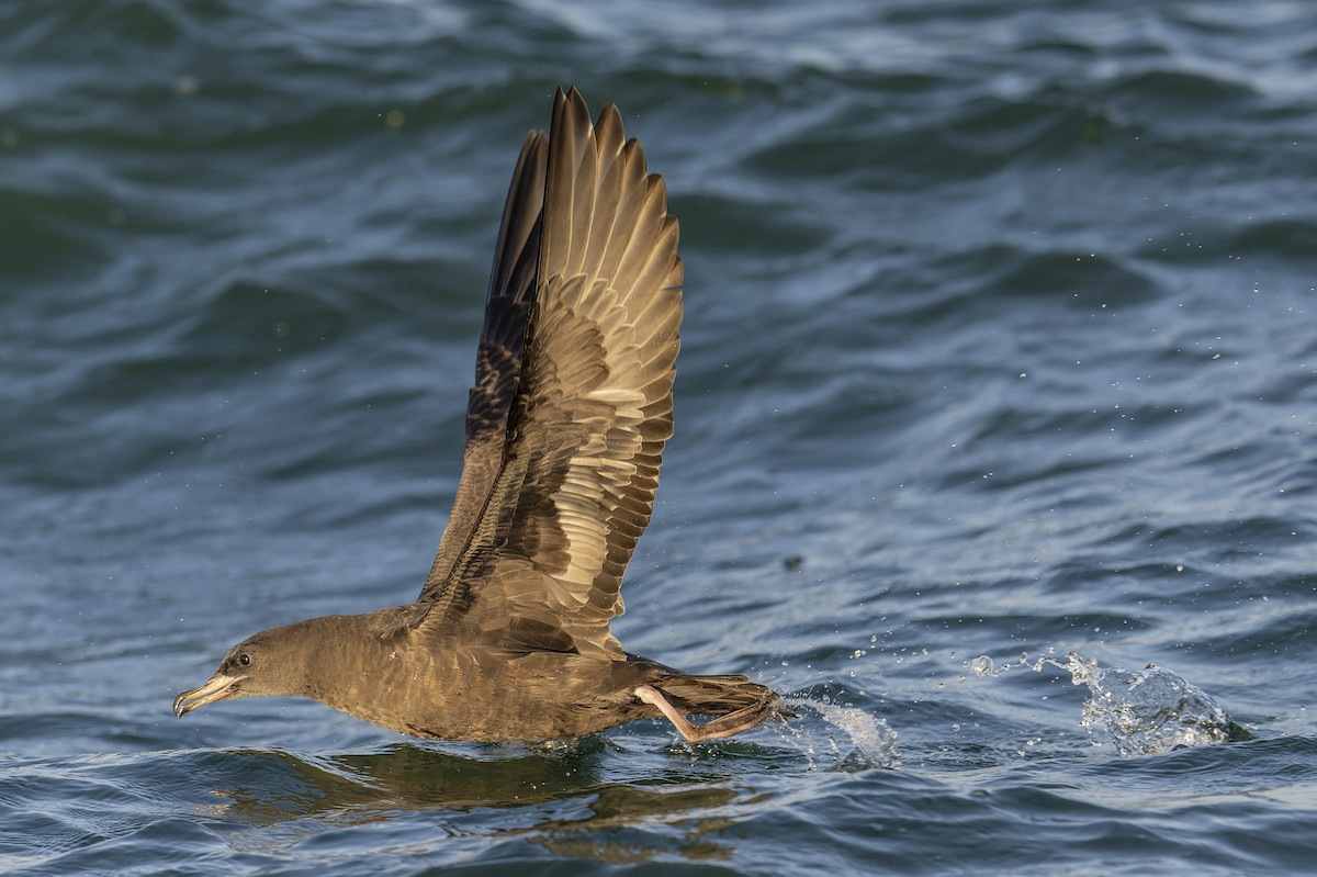 Flesh-footed Shearwater - ML637831103