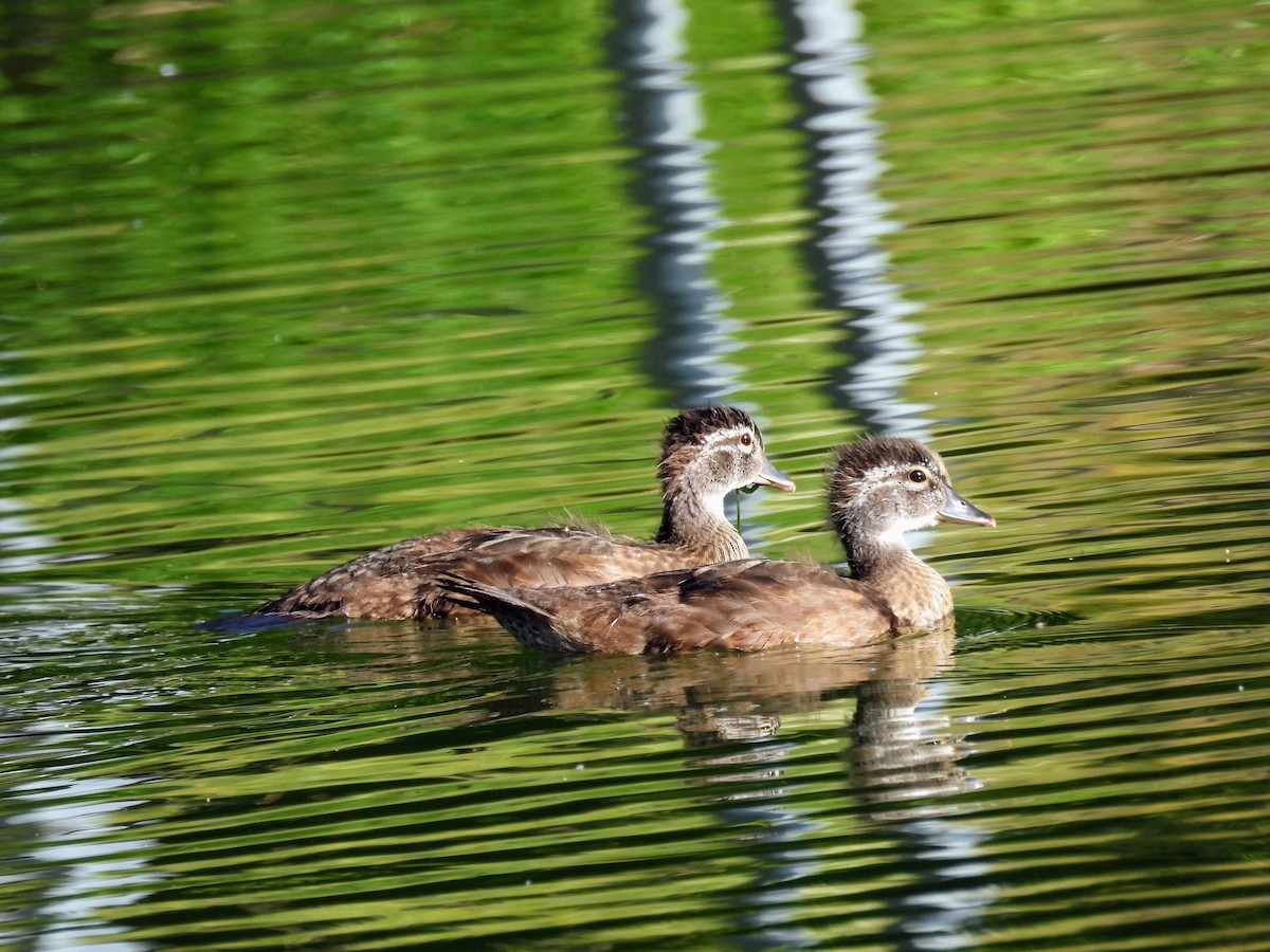 Canard branchu - ML637831104