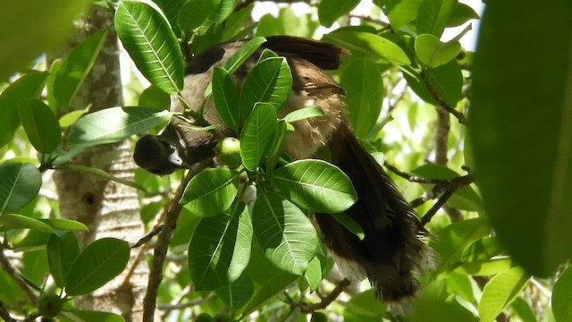 Plain Chachalaca - ML637831115