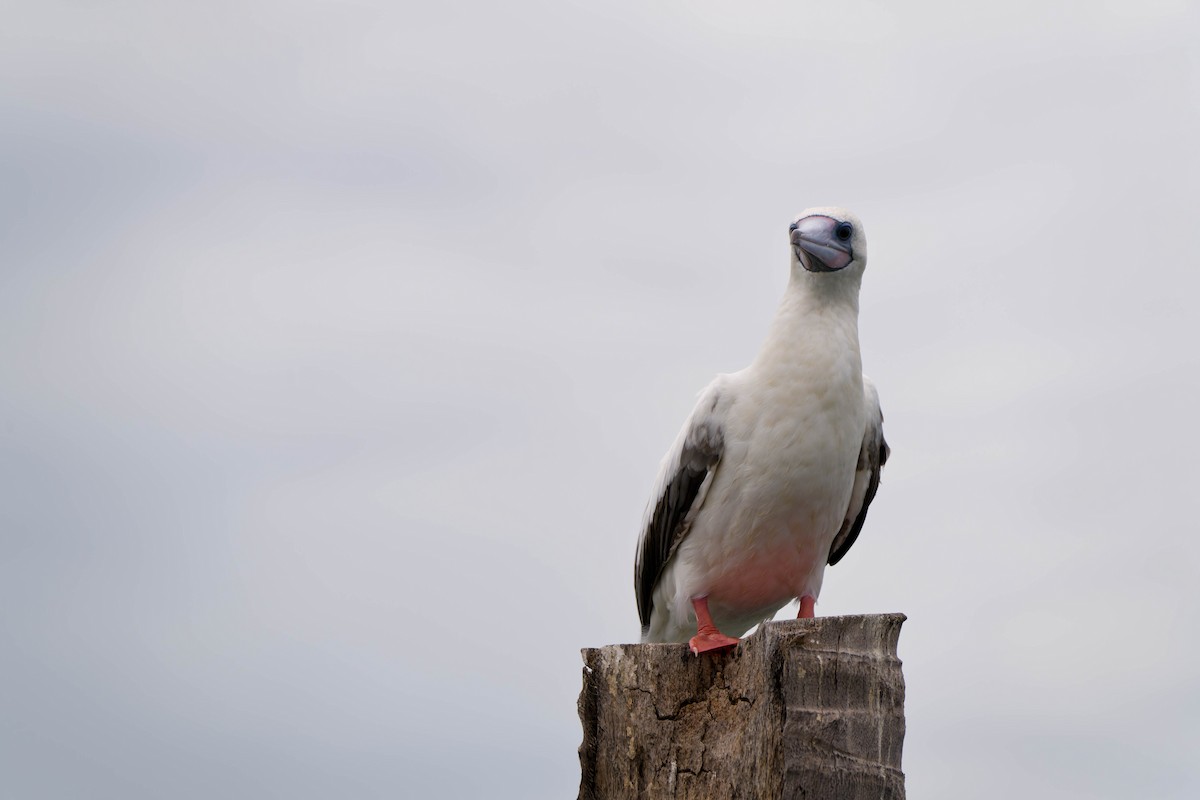 Red-footed Booby - ML637831131
