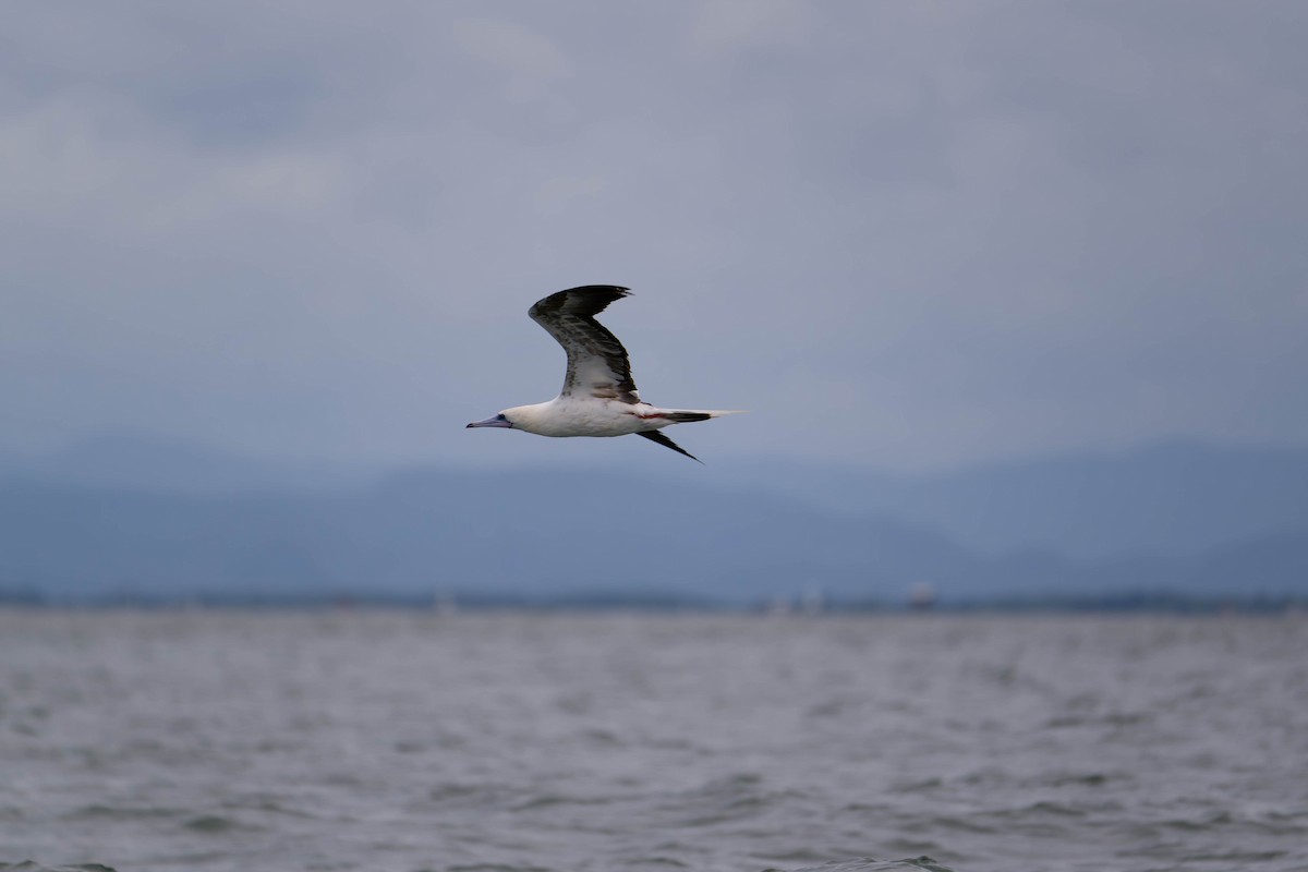 Red-footed Booby - ML637831132