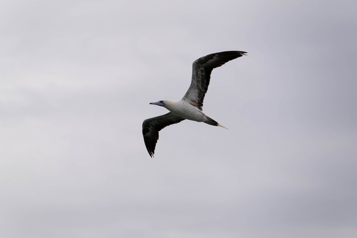 Red-footed Booby - ML637831133