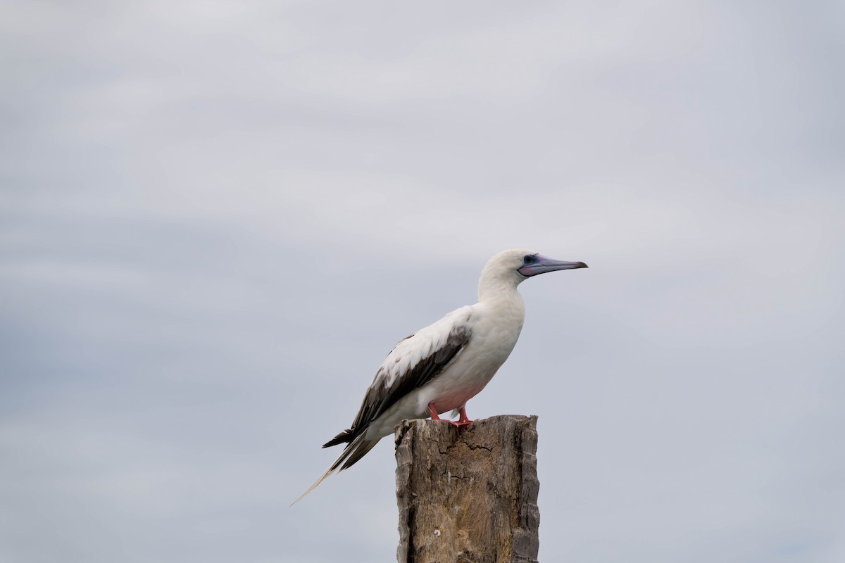 Red-footed Booby - ML637831134
