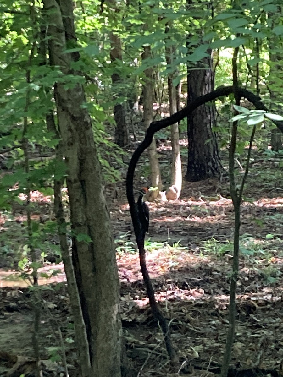 Pileated Woodpecker - ML637831147