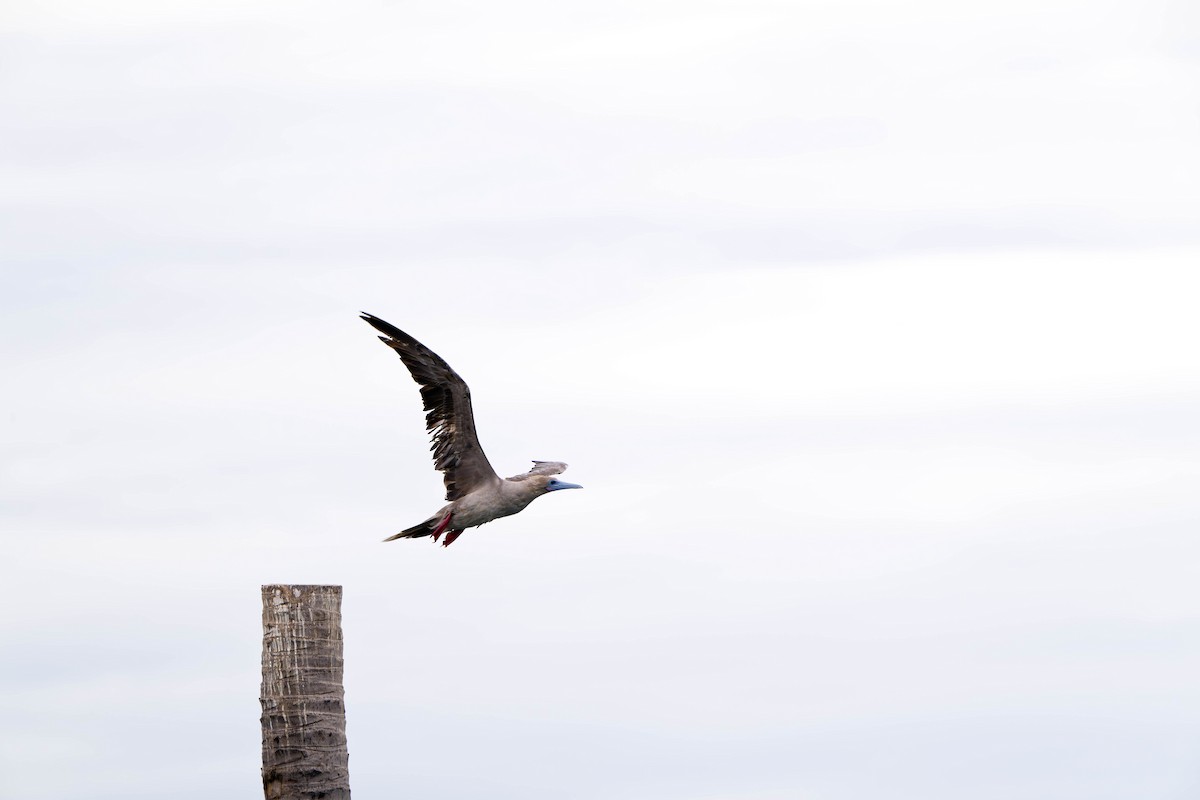 Red-footed Booby - ML637831180