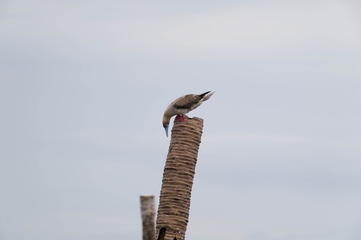 Red-footed Booby - ML637831181