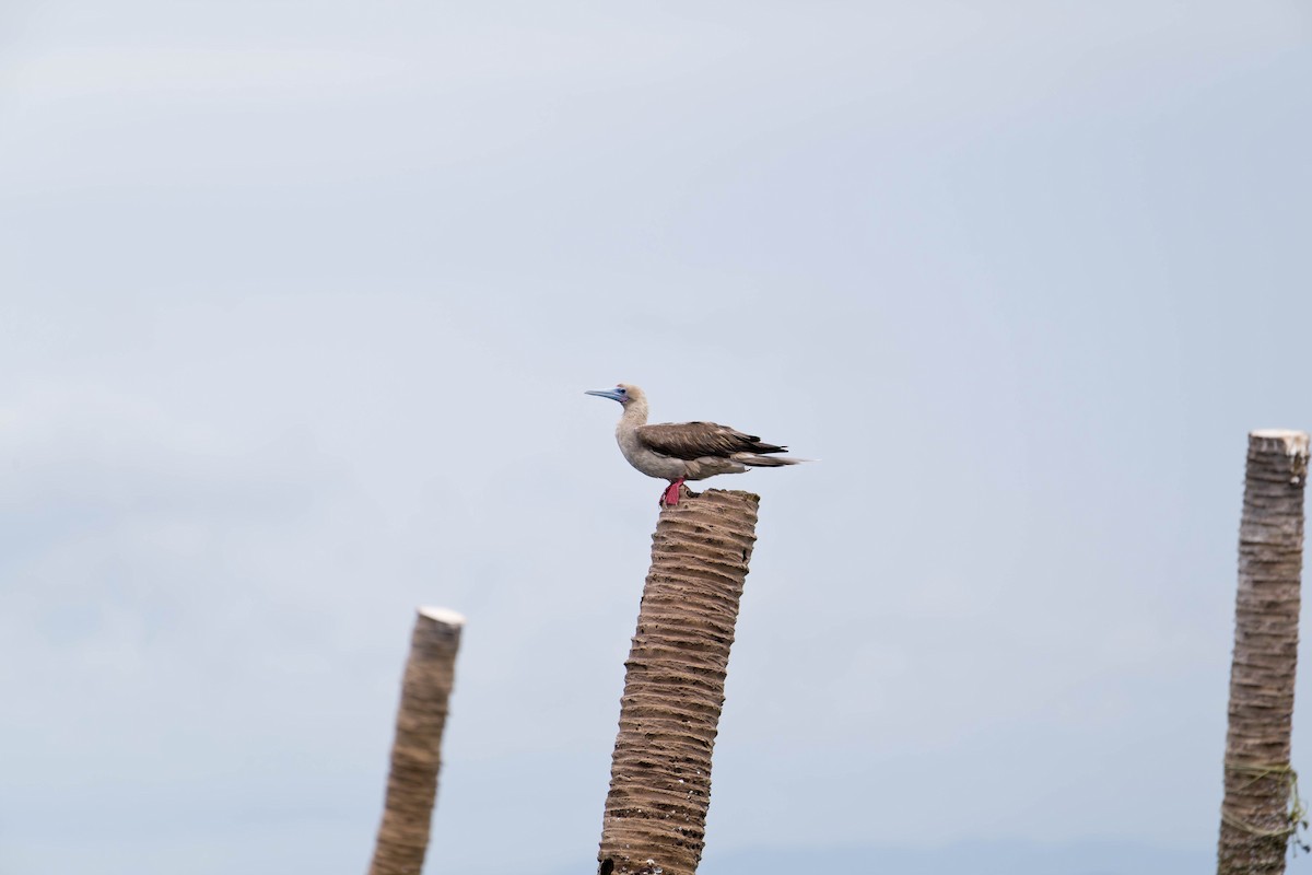 Red-footed Booby - ML637831182