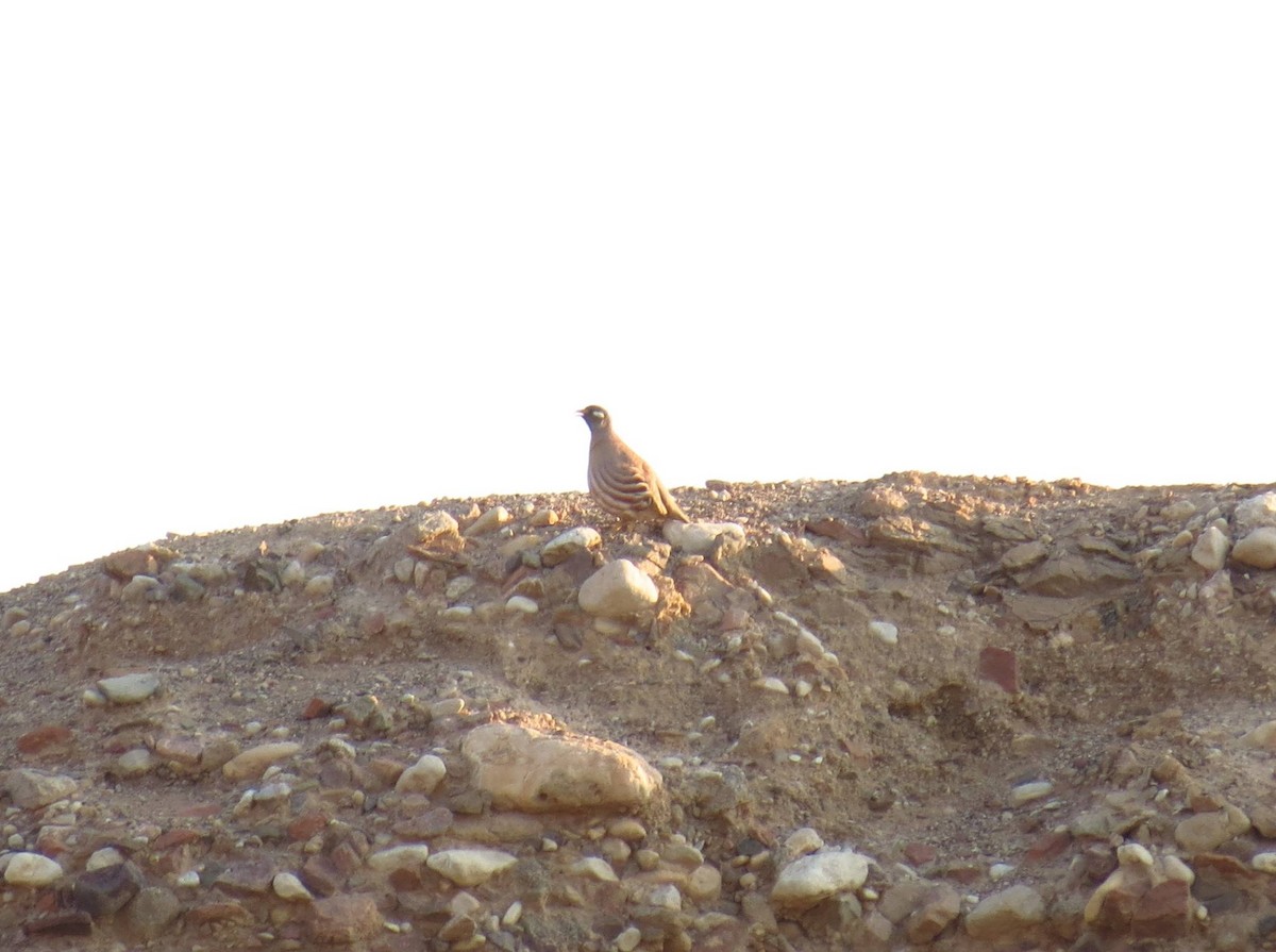 Sand Partridge - ML637831236
