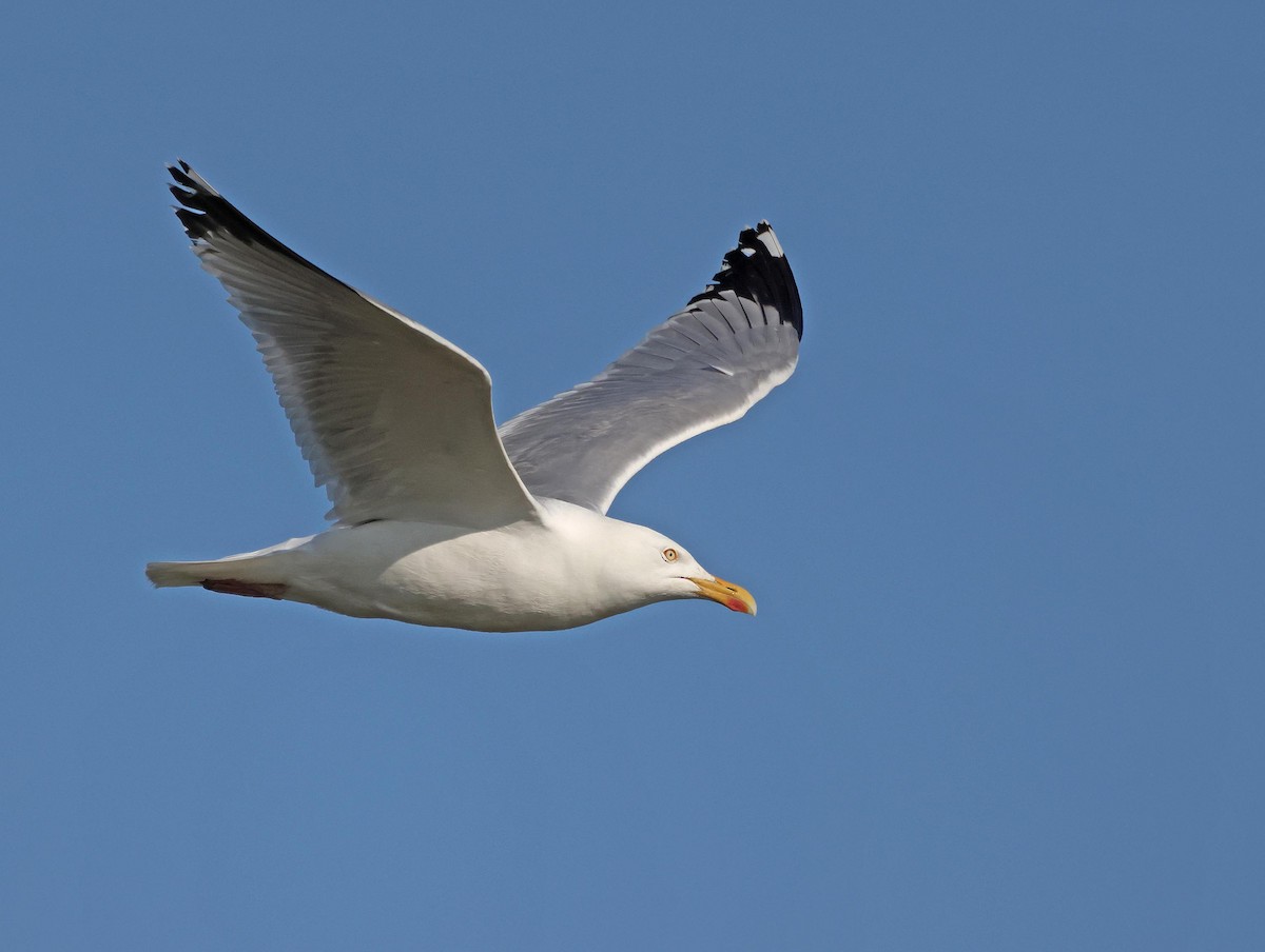 European Herring Gull - ML637831250