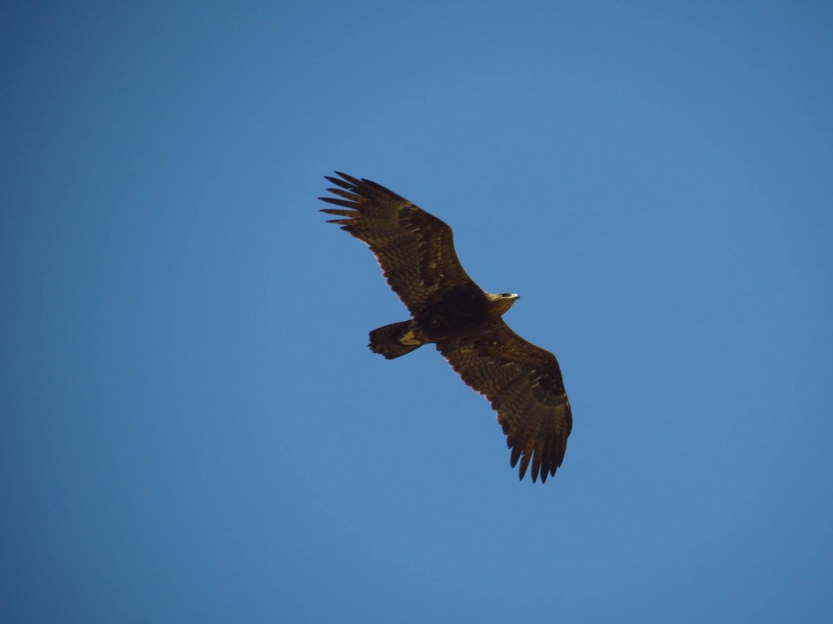 Steppe Eagle - ML637831259