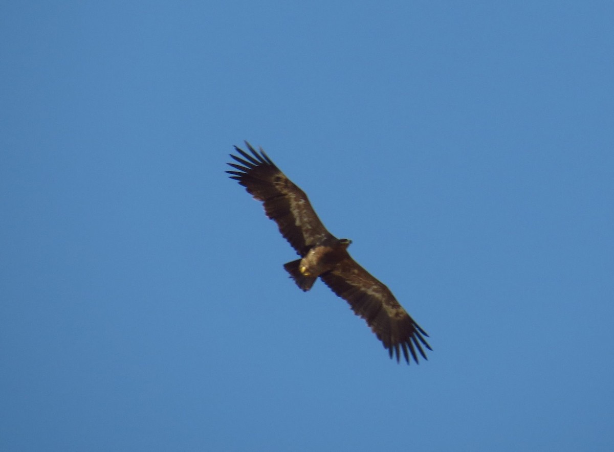 Steppe Eagle - ML637831297
