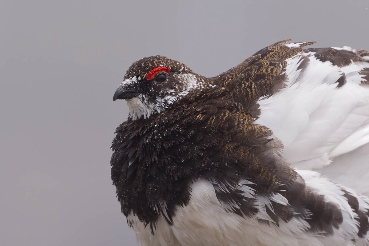 Rock Ptarmigan - ML637831301