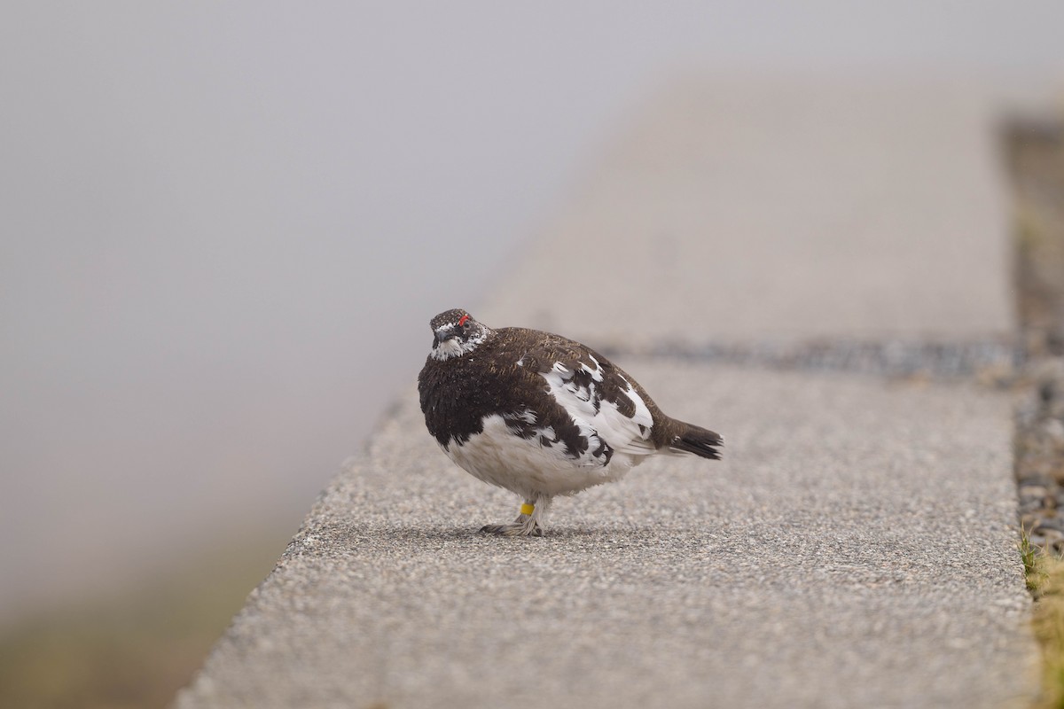 Rock Ptarmigan - ML637831302