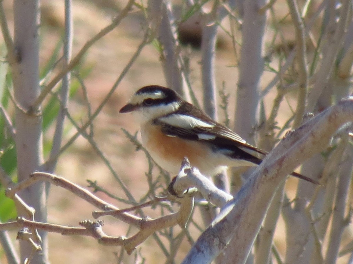 Masked Shrike - ML637831305