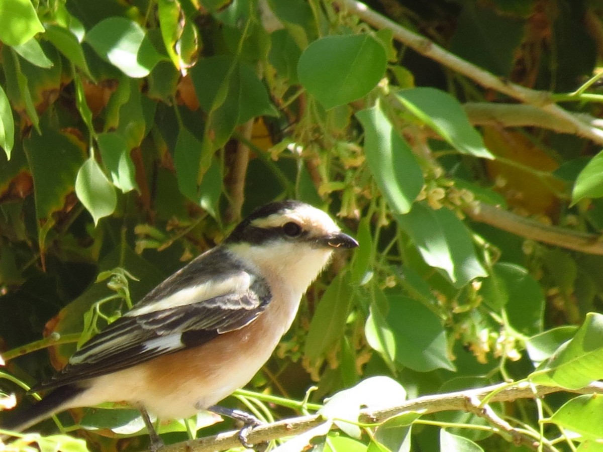 Masked Shrike - ML637831310