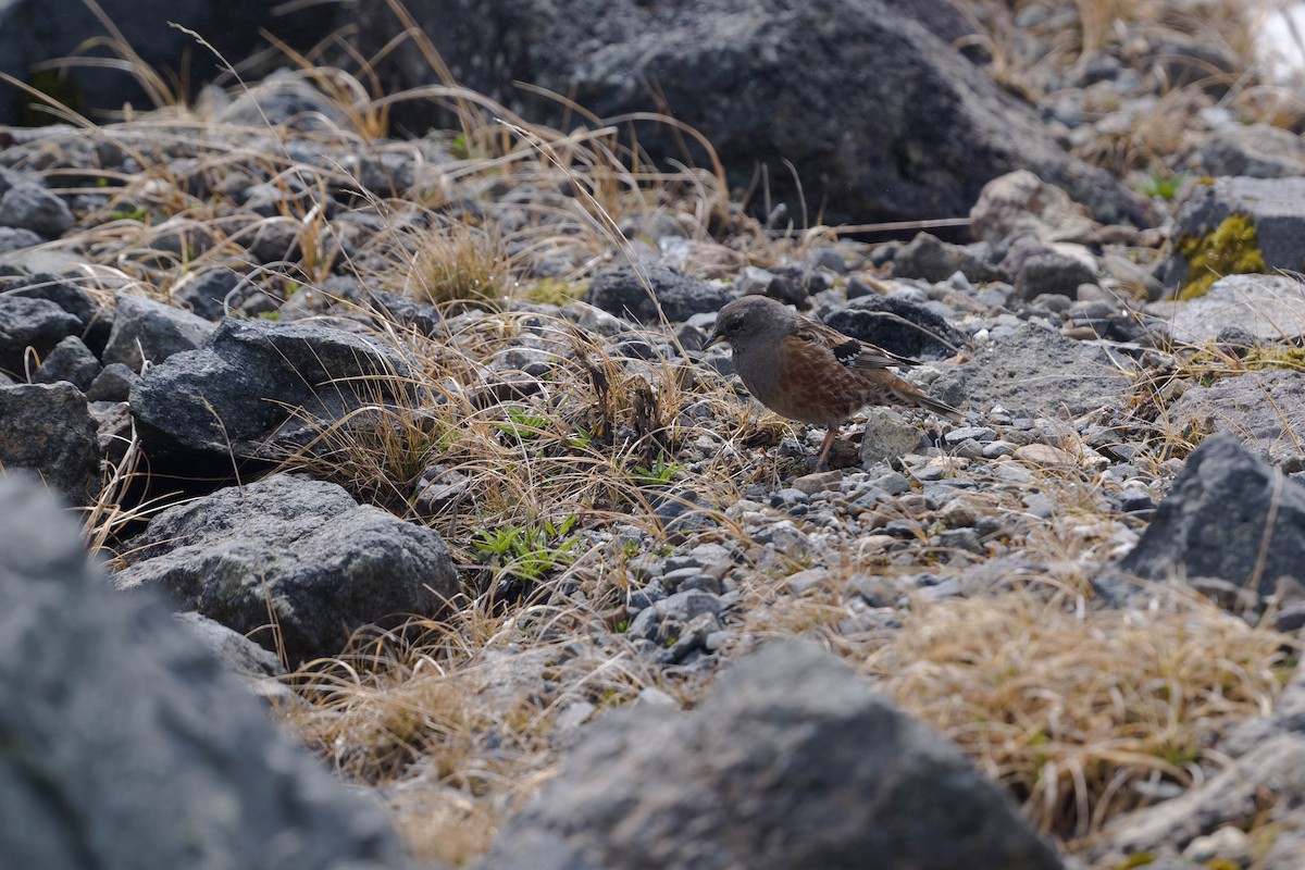 Alpine Accentor - ML637831315