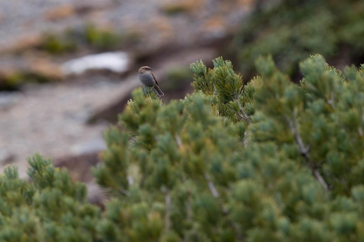 Japanese Accentor - ML637831322