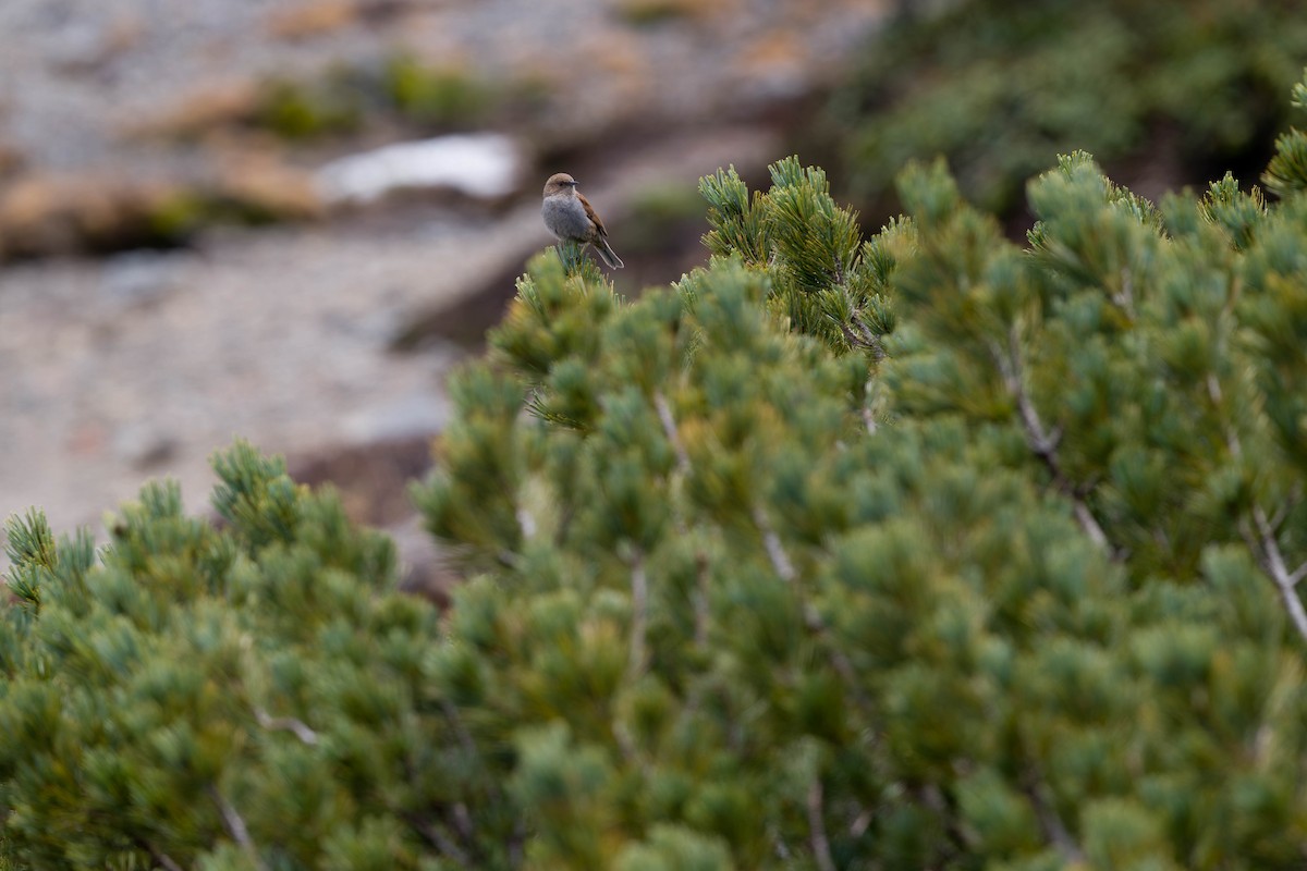 Japanese Accentor - ML637831323