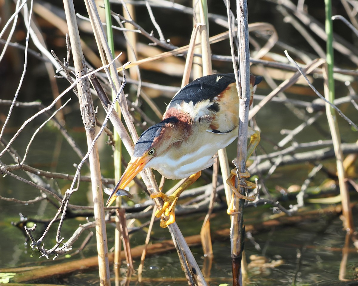 Least Bittern - ML637831327