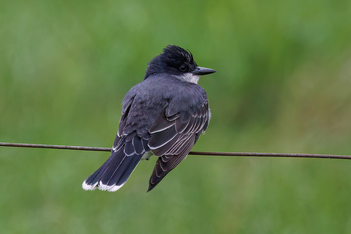 Eastern Kingbird - ML637831338