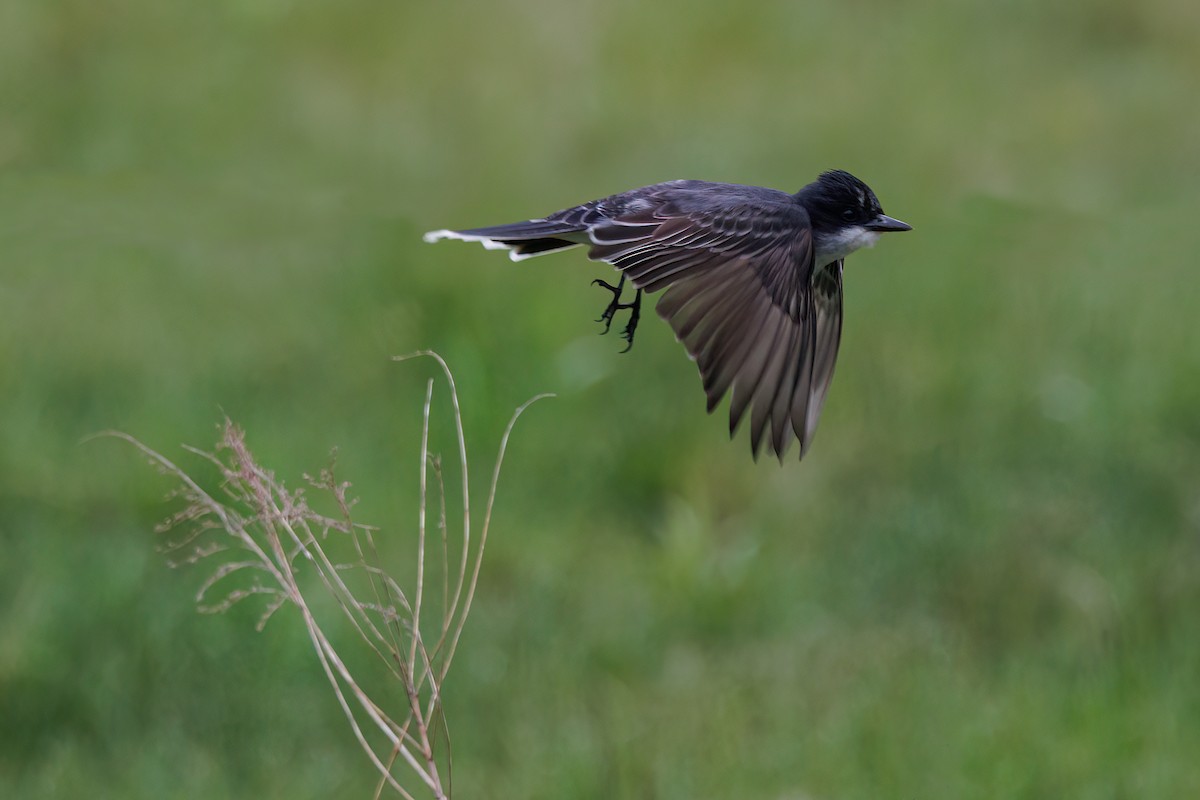 Eastern Kingbird - ML637831345