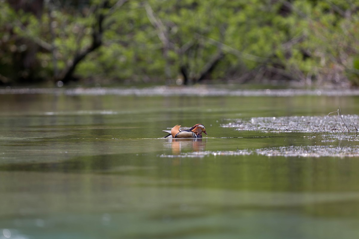Mandarin Duck - ML637831349