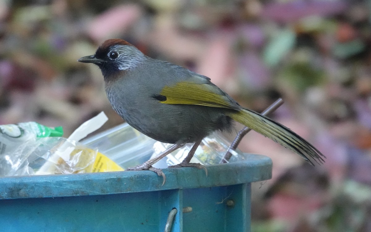 Silver-eared Laughingthrush - ML637831354