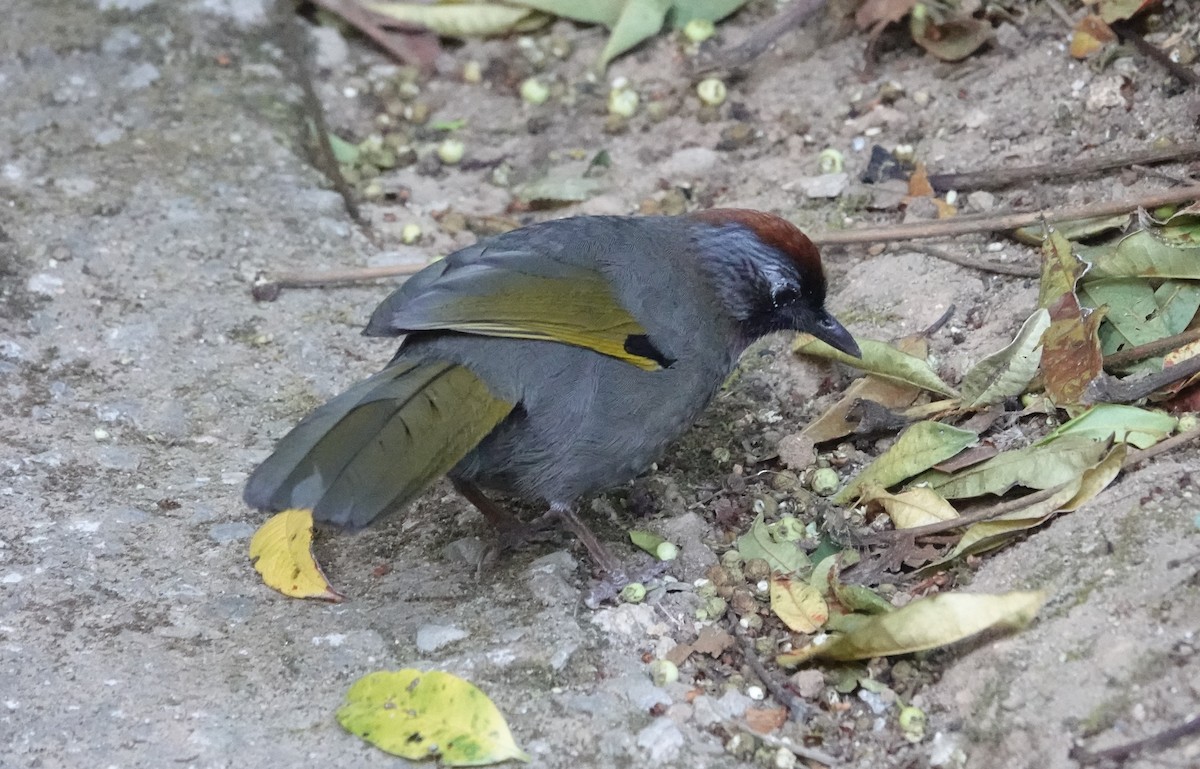 Silver-eared Laughingthrush - ML637831355