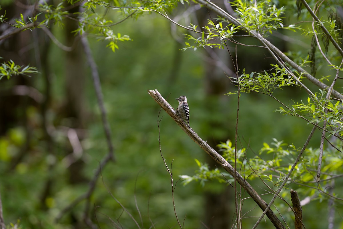 Japanese Pygmy Woodpecker - ML637831359