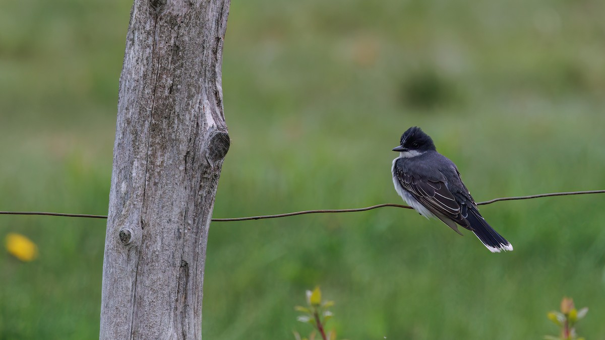 Eastern Kingbird - ML637831364
