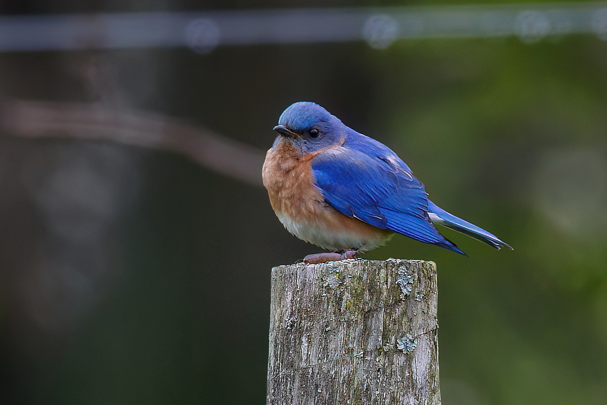 Eastern Bluebird - ML637831375