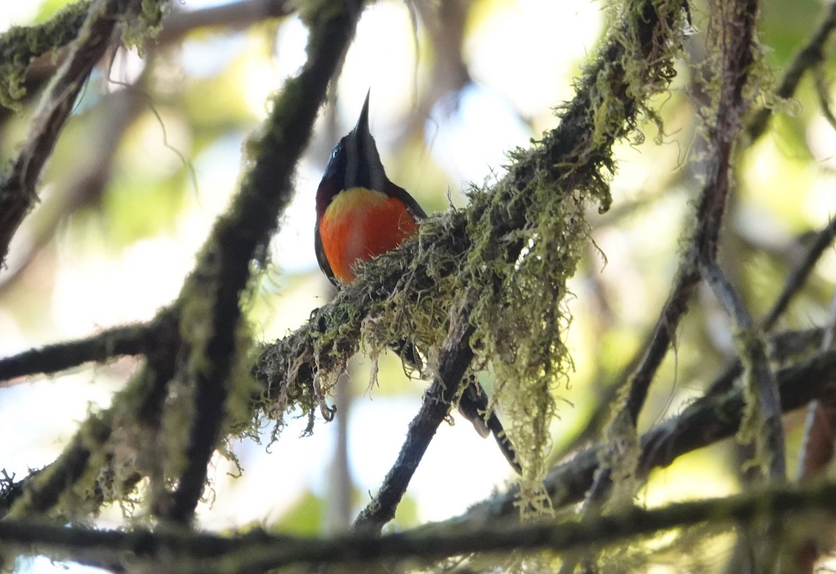 Green-tailed Sunbird - ML637831381