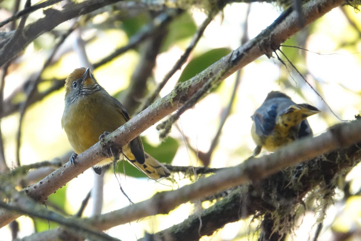 Chestnut-tailed Minla - ML637831400