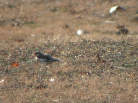 Snow Bunting - ML637831418