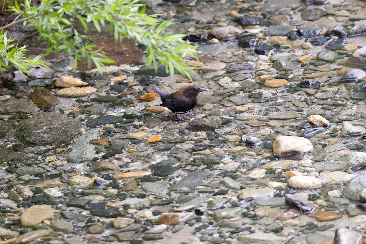 Brown Dipper - ML637831425