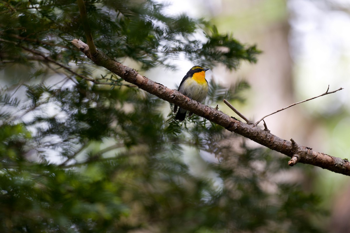 Narcissus Flycatcher - ML637831431